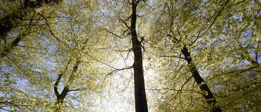 Aurinkoinen, lehteen puhkeava metsä